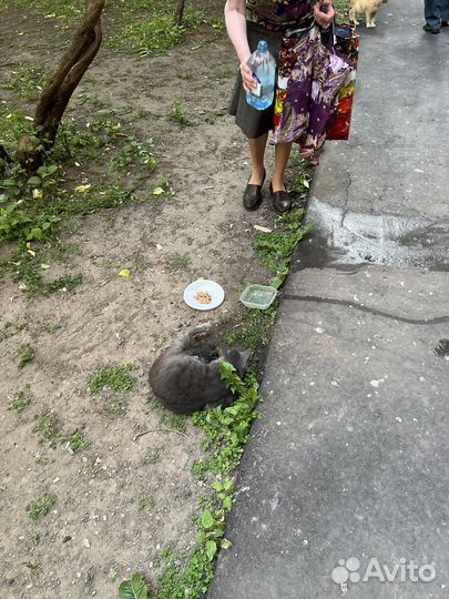 Котята в добрые руки бесплатно