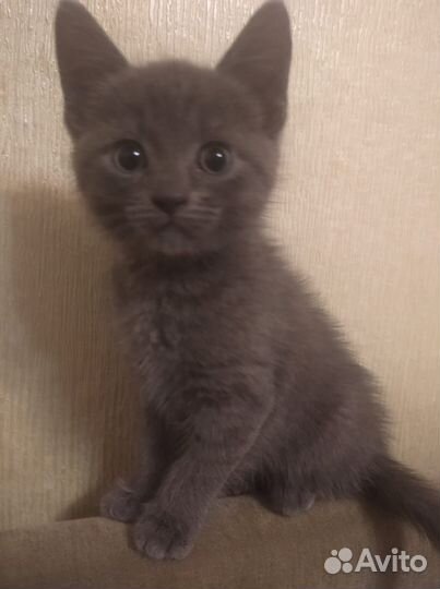 Отдам в добрые руки