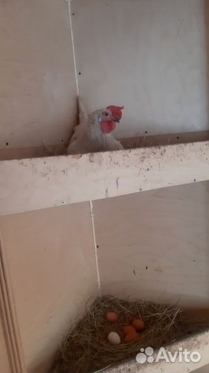 Яйцо домашнее