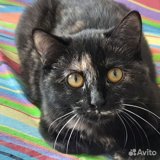 Кошка в дар бесплатно