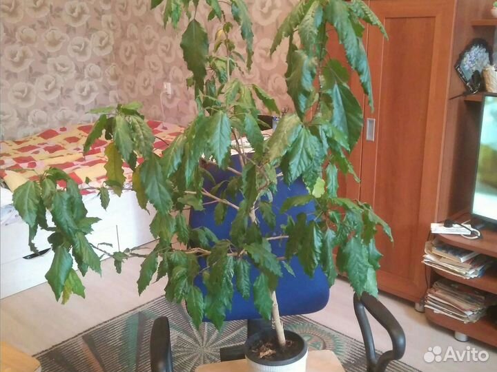 Комнатные цветы