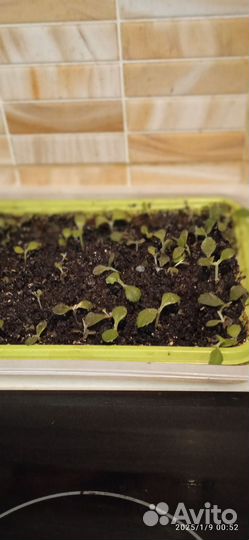 Укоренённые детки лечебного каланхоэ Дегремона