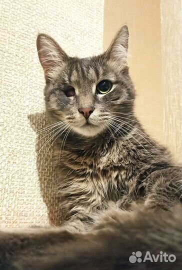 Тимоша в добрые руки