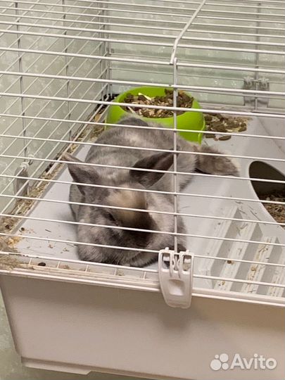 Декоративный кролик