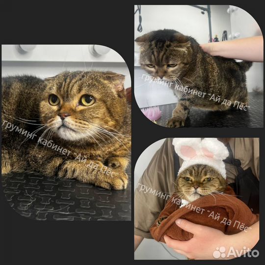 Груминг кошек Левенцовка Ростов-на-Дону