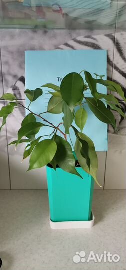 Комнатные домашние растения