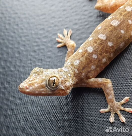 Новый вид гекконов в террариуме: Gekko canaensis