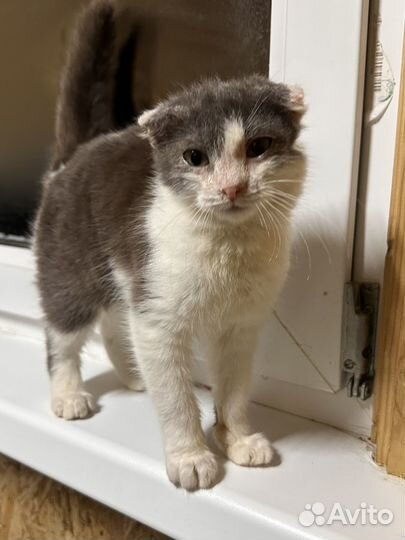 Ласковая топотушка с улицы