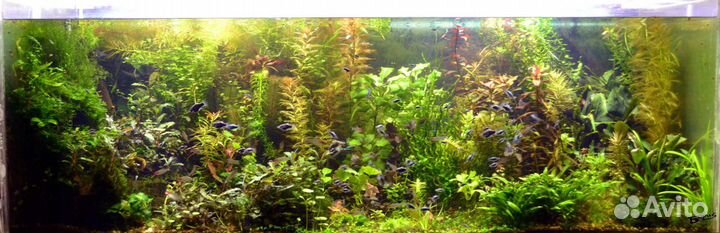 Аквариумные растения, мхи и папоротники