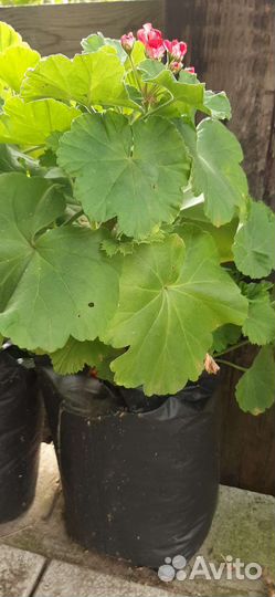 Пеларгония герань