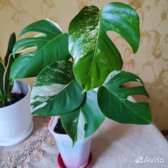 Монстера Альба.Каланхое.Сансавиеры
