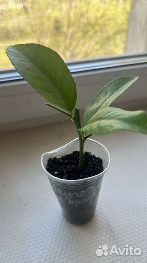 Лимоны плодоносящие