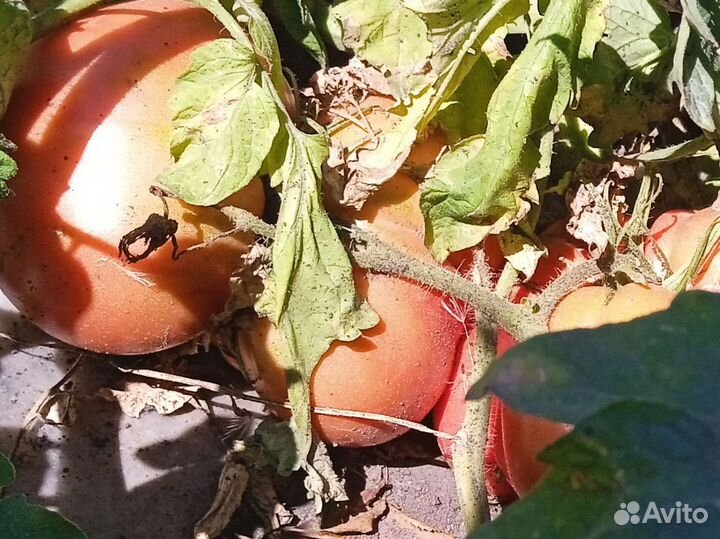 Семена урожайных и редких сортов Помидор