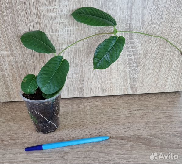 Дипладения. Мандевилла