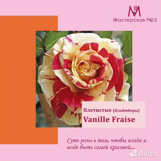 Саженцы роз плетистая