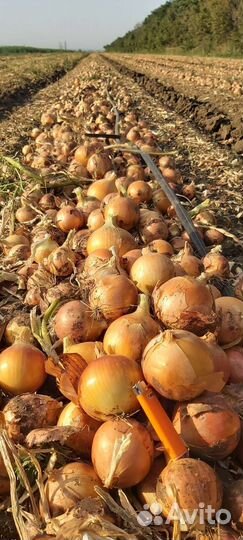 Лук оптом