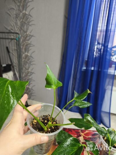 Антуриум Сирано