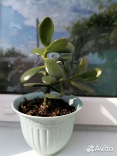 Не прихотливые растюхи