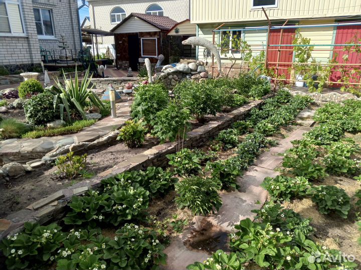 Домашние цветы