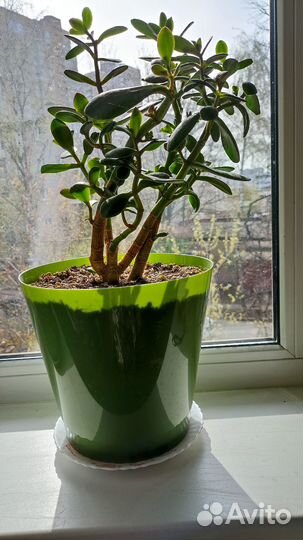 Денежное дерево-толстянка(красулла)