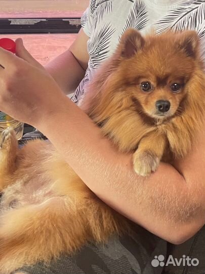 Случка шпиц