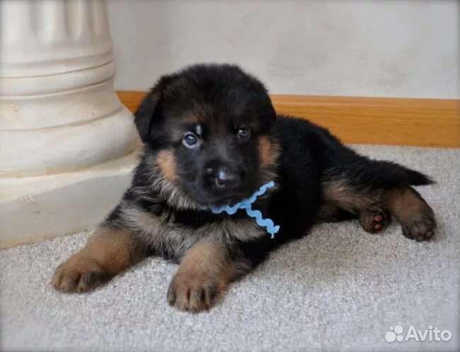 Щенки Немецкой овчарки