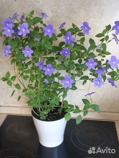 Комнатные цветы, суккуленты