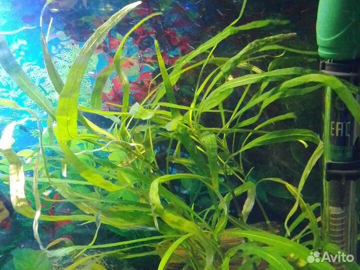 Рыбки, улитки