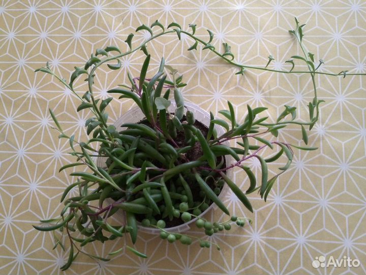 Сенецио-крестовник микс