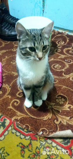 Кот в добрые руки