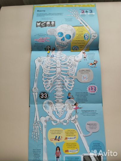 Большая книга о теле человека