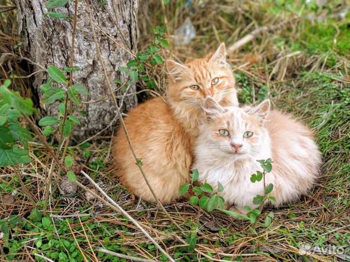 Красивые котята мёрзнут на улице