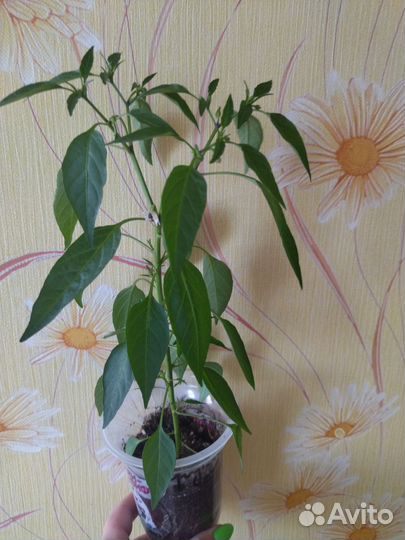 Перец комнатный сладкий и острый