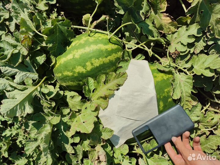 Арбузы каристан