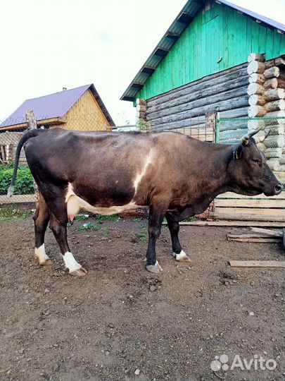 Коровы породистые Голштин, Симментальская