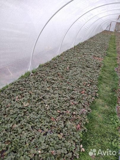 Рассада ремонтантной клубники