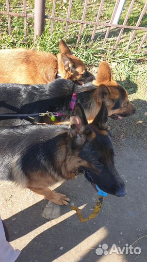 Передержка с дрессировкой