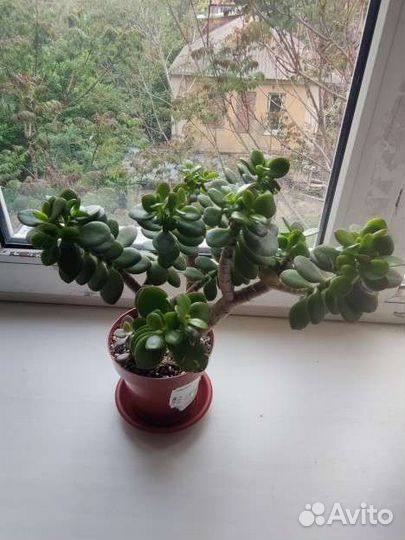 Денежное дерево (крассула/толстянка)