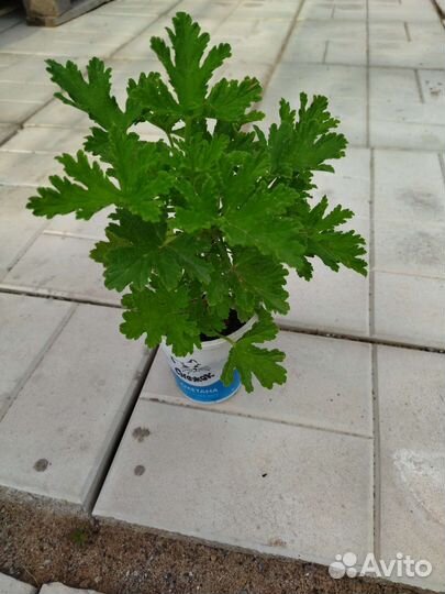 Герань душистая лимонная