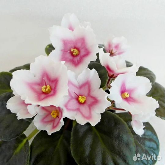 Сортовые фиалки