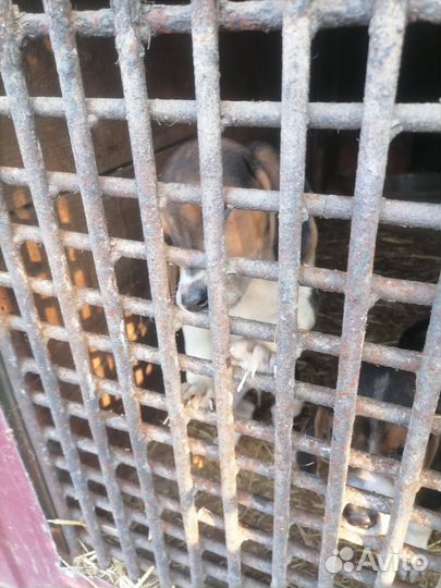 Продам чистокровный щенков