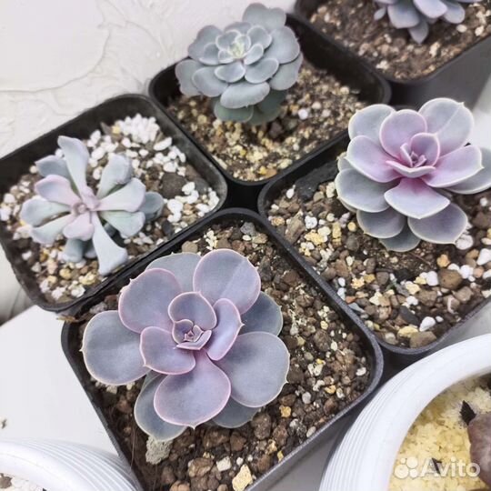 Суккуленты разные