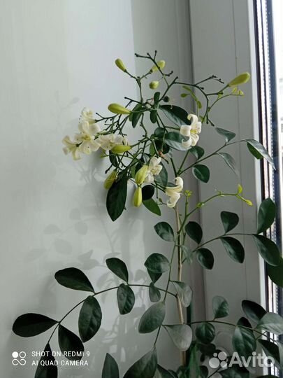 Цветы для дома