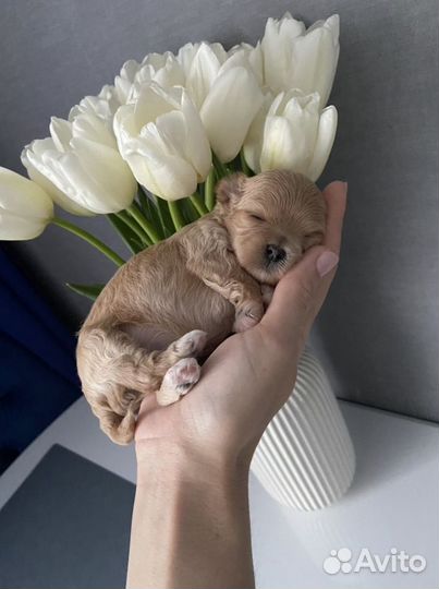 Мальтипу f1 микро детки