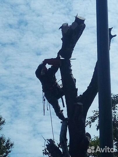 Спил деревьев