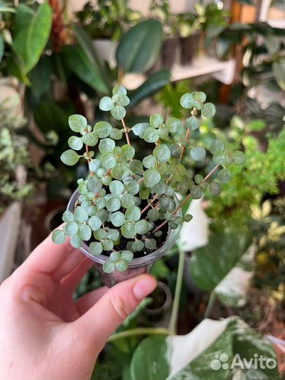 Пилея 4 сорта