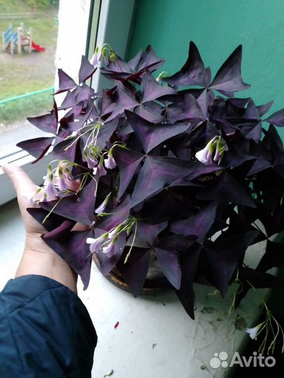 Комнатные цветы кислица