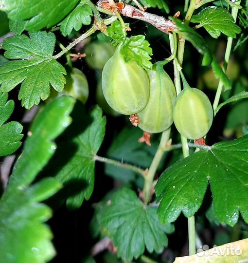 Саженцы чёрной смородины, крыжовник