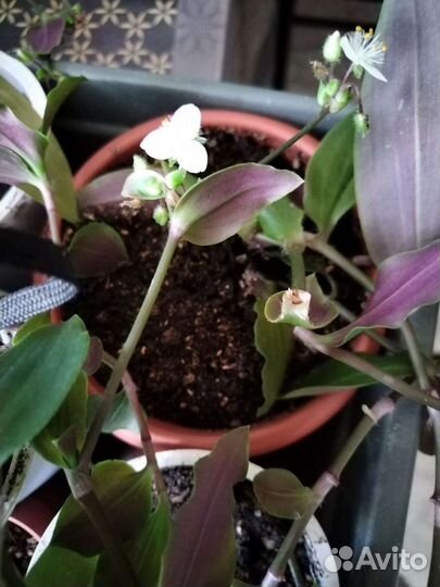 Колеус. Пеперомия.Традесканция.Гинура