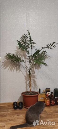 Пальма хамедорея